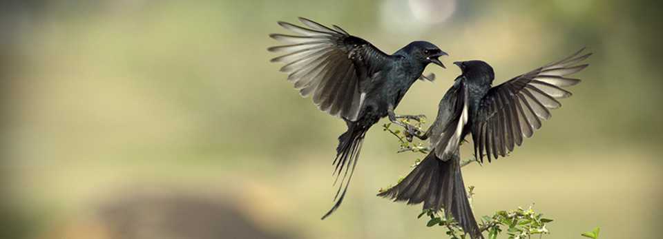 在线短信电话轰炸机